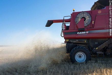 Massey Ferguson combine harvester on a wheat field -  - MORE IMAGES. Photo #61942