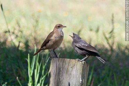 Cowbird nestling begging food for his surrogate father: A hornero - Fauna - MORE IMAGES. Photo #62190