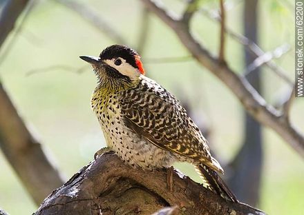 Green-barred Woodpecker - Fauna - MORE IMAGES. Photo #62200
