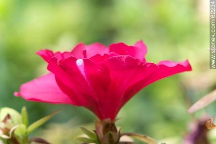 Double azalea flower - Flora - MORE IMAGES. Photo #62234