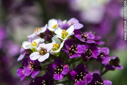 Flores de aliso violeta - Flora - IMÁGENES VARIAS. Foto No. 62264