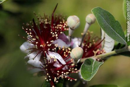 Guava flower - Flora - MORE IMAGES. Photo #62267