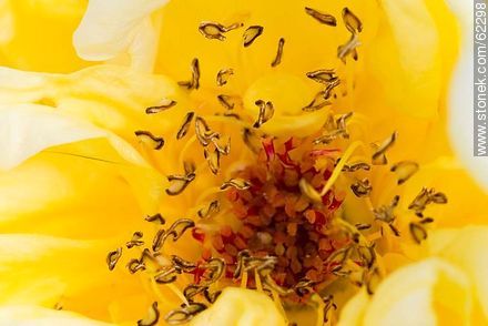 Closeup of yellow rose - Flora - MORE IMAGES. Photo #62298