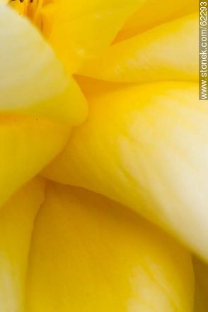 Closeup of yellow rose - Flora - MORE IMAGES. Photo #62293