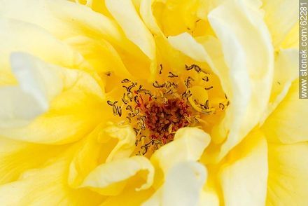 Closeup of yellow rose - Flora - MORE IMAGES. Photo #62281
