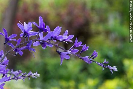 Petrea volubilis - Flora - IMÁGENES VARIAS. Foto No. 62304