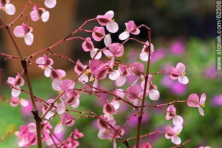 Begonia mini - Flora - MORE IMAGES. Photo #62306