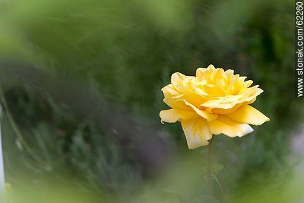 Rosa amarilla - Flora - IMÁGENES VARIAS. Foto No. 62260