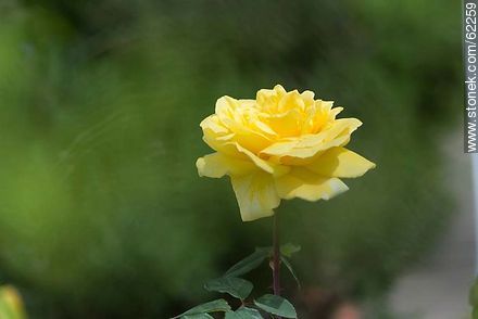 Rosa amarilla - Flora - IMÁGENES VARIAS. Foto No. 62259