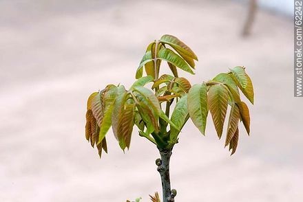 Walnut sapling - Flora - MORE IMAGES. Photo #62242