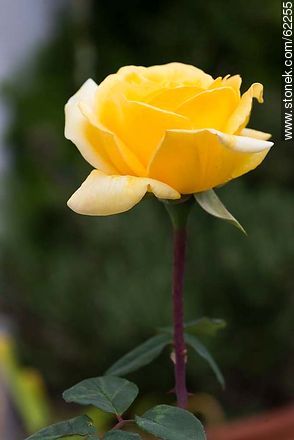 Rosa amarilla - Flora - IMÁGENES VARIAS. Foto No. 62255