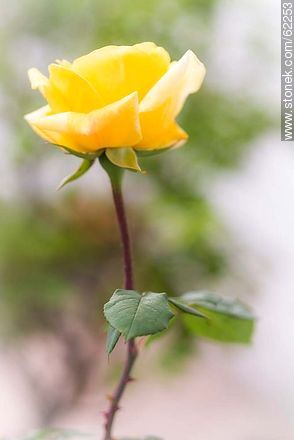 Yellow rose bud - Flora - MORE IMAGES. Photo #62253