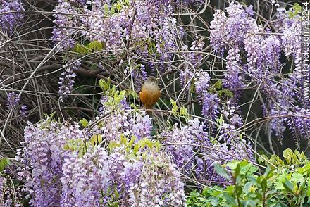 Thrush in a glycine - Flora - MORE IMAGES. Photo #62244