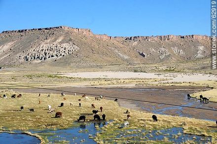 Llamas pastando al pie de las montañas - Bolivia - Otros AMÉRICA del SUR. Foto No. 62919