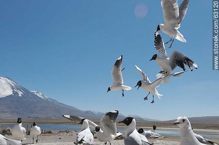Andean gulls - Chile - Others in SOUTH AMERICA. Photo #63120