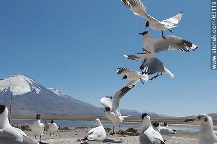 Andean gulls. Parinacota volcano - Chile - Others in SOUTH AMERICA. Photo #63119