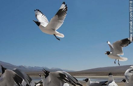Andean gulls - Chile - Others in SOUTH AMERICA. Photo #63118