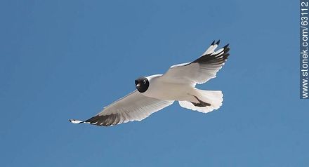 Andean Gull in flight - Fauna - MORE IMAGES. Photo #63112