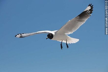 Andean Gull in flight - Chile - Others in SOUTH AMERICA. Photo #63110