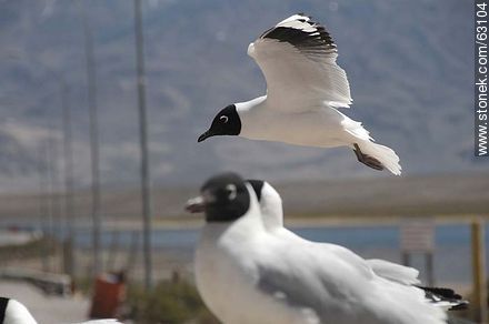 Andean gulls - Chile - Others in SOUTH AMERICA. Photo #63104