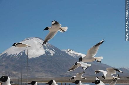 Andean gulls. Parinacota volcano - Chile - Others in SOUTH AMERICA. Photo #63099