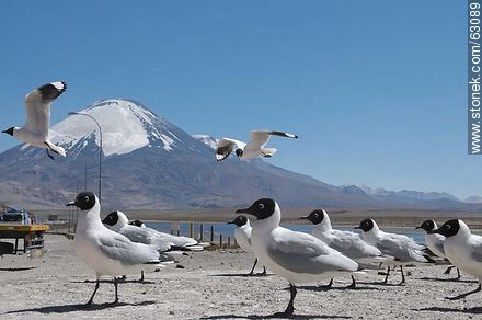 Andean gulls. Parinacota volcano - Chile - Others in SOUTH AMERICA. Photo #63089