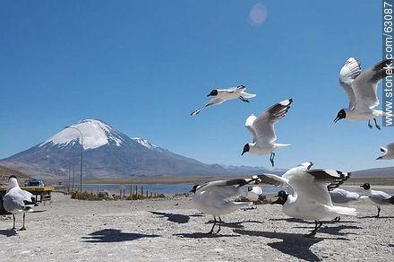 Andean gulls. Parinacota volcano - Chile - Others in SOUTH AMERICA. Photo #63087