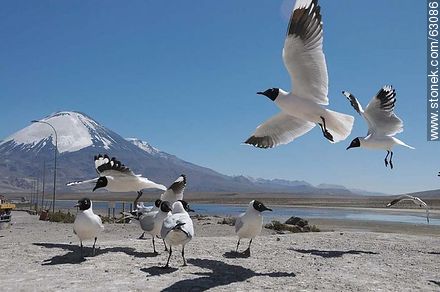 Andean gulls. Parinacota volcano - Fauna - MORE IMAGES. Photo #63086