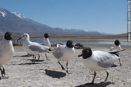 Andean gulls - Chile - Others in SOUTH AMERICA. Photo #63078