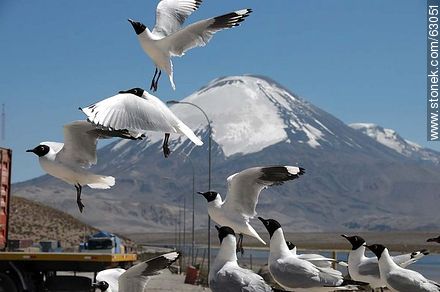 Andean gulls. Parinacota volcano - Chile - Others in SOUTH AMERICA. Photo #63051