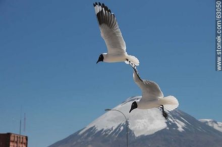 Andean gulls. Parinacota volcano - Chile - Others in SOUTH AMERICA. Photo #63050