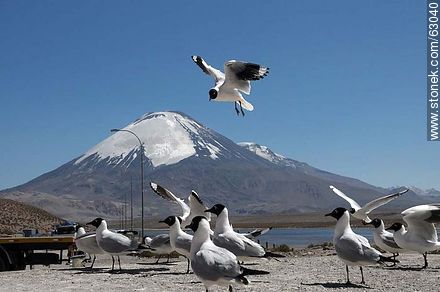 Andean gulls. Parinacota volcano - Chile - Others in SOUTH AMERICA. Photo #63040