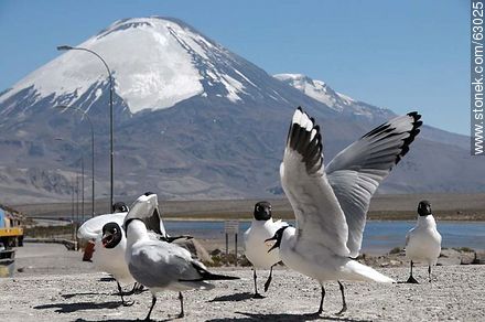Andean gulls. Parinacota volcano - Chile - Others in SOUTH AMERICA. Photo #63025