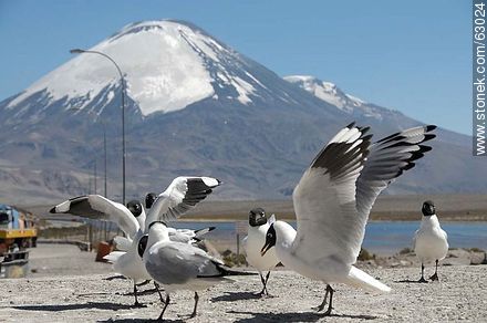Andean gulls. Parinacota volcano - Chile - Others in SOUTH AMERICA. Photo #63024