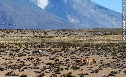 Llamas and volcanoes - Chile - Others in SOUTH AMERICA. Photo #63132