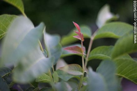 Walnut Sapling - Flora - MORE IMAGES. Photo #64608