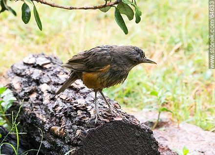 Soaked Thrush - Fauna - MORE IMAGES. Photo #64633