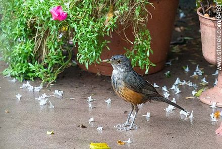 Soaked Thrush enjoying the rain - Fauna - MORE IMAGES. Photo #64631