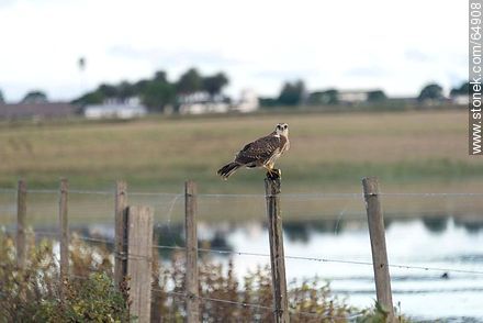 Hawk on a pole - Fauna - MORE IMAGES. Photo #64908