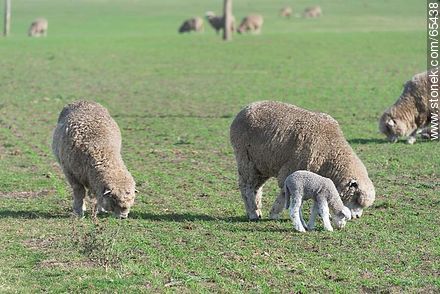 Sheep and lambs -  - URUGUAY. Photo #65438
