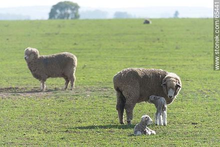 Sheep and lambs - Fauna - MORE IMAGES. Photo #65441