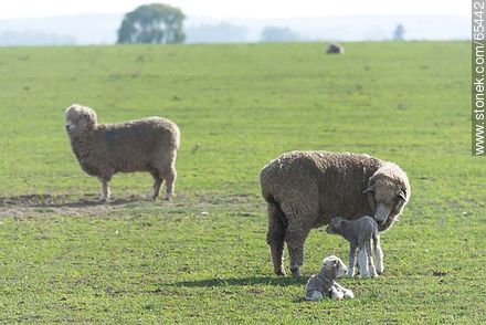 Sheep and lambs -  - URUGUAY. Photo #65442