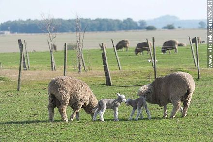 Sheep and lambs - Fauna - MORE IMAGES. Photo #65443