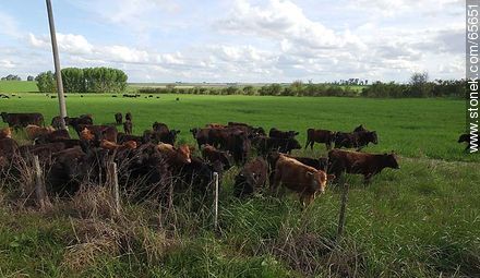 Vista aérea de ganado Angus en el campo - Fauna - IMÁGENES VARIAS. Foto No. 65651