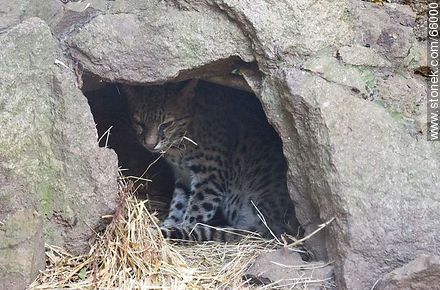 Wild cat in the wildlife reserve - Fauna - MORE IMAGES. Photo #66000