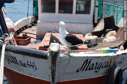 Seagull on a fishing boat - Punta del Este and its near resorts - URUGUAY. Photo #66008