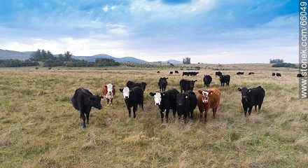 Cattle in the field - Fauna - MORE IMAGES. Photo #66049