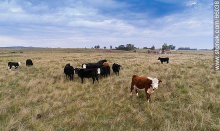Cattle in the field - Fauna - MORE IMAGES. Photo #66038