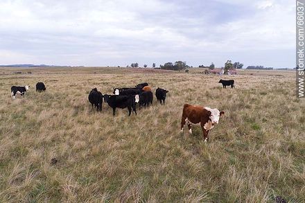Cattle in the field - Fauna - MORE IMAGES. Photo #66037