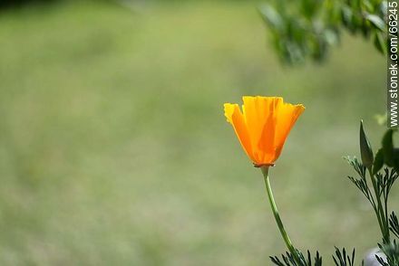 Golden poppy, California sunlight, cup of gold  - Flora - MORE IMAGES. Photo #66245